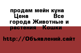 продам мейн куна › Цена ­ 15 000 - Все города Животные и растения » Кошки   